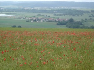 KD Poppy Field